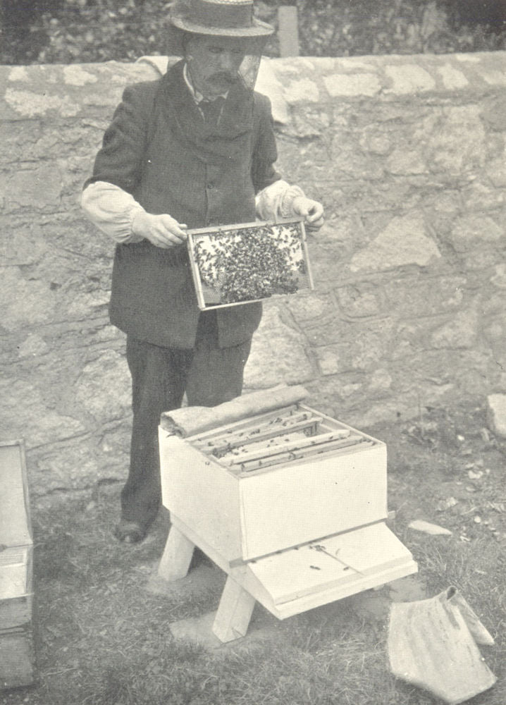 BEES AND BEE-KEEPING. Driving Bees from A Skep 1912 old antique print picture